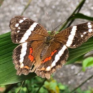 Meet your Posher, Chloe